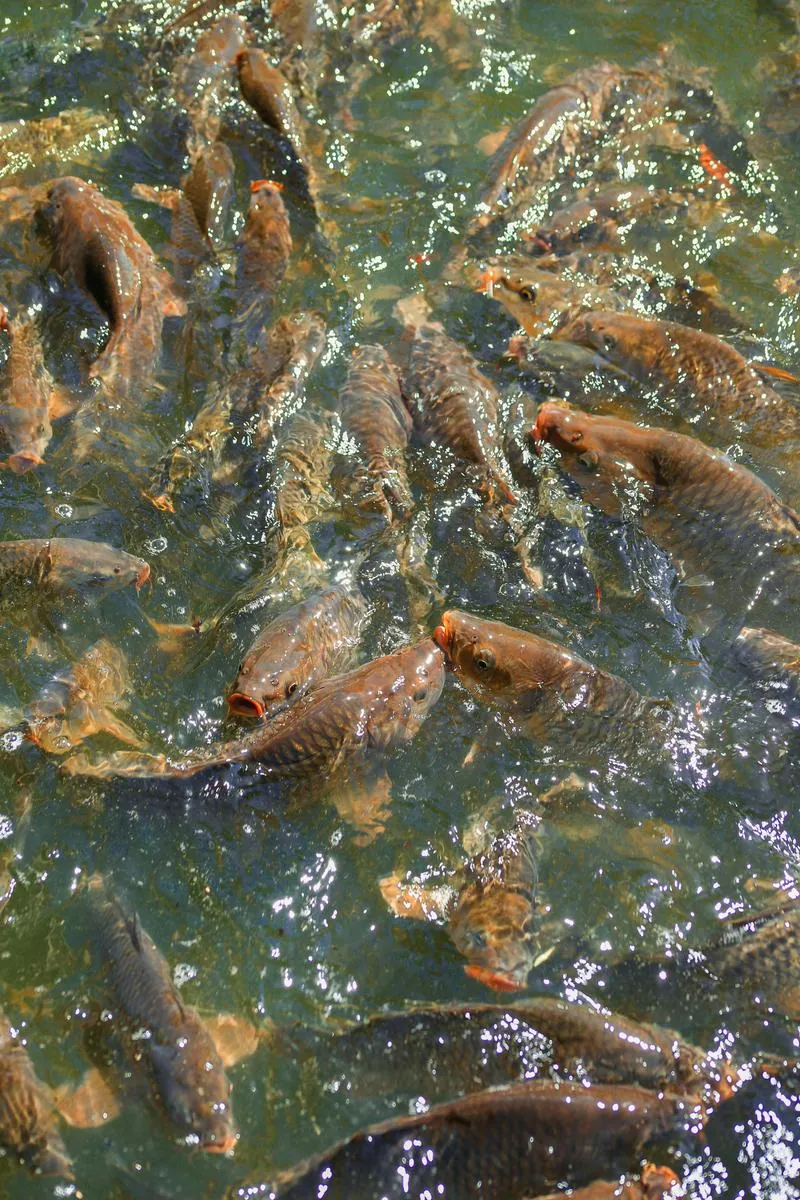 Peixes